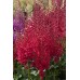 Астильба Astilbe Hot Pearls